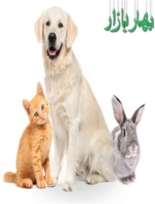بیمه نامه مسئولیت حیوانات خانگی