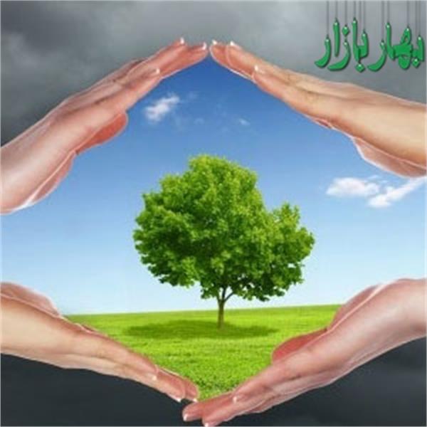 سنت دیرینه درخت کاری