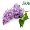 آماده یک مهمانی باشید - ph-ae-l-04